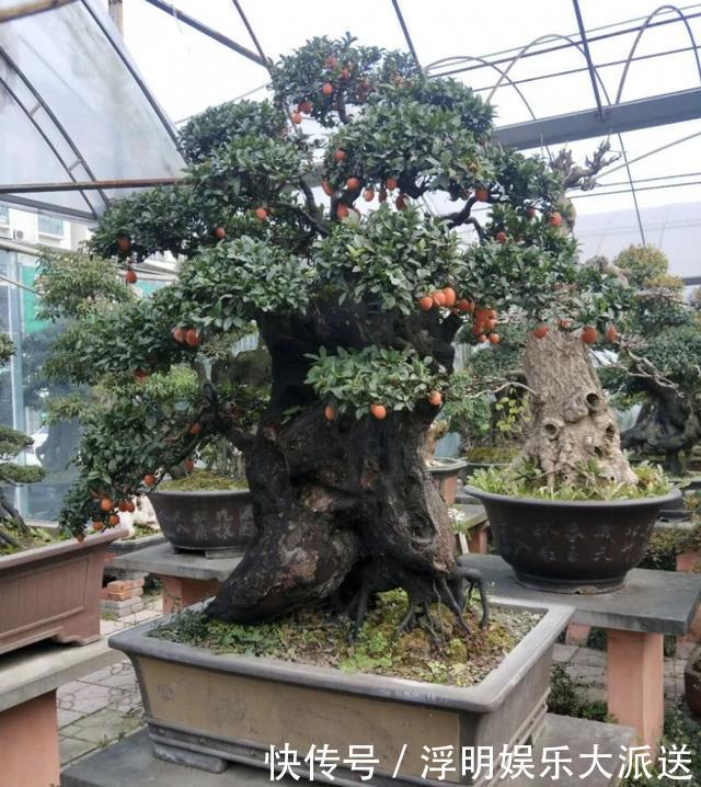 植物|夏季养不好绿萝,不如养“2种树”,平时只浇水,长成盆景,美!