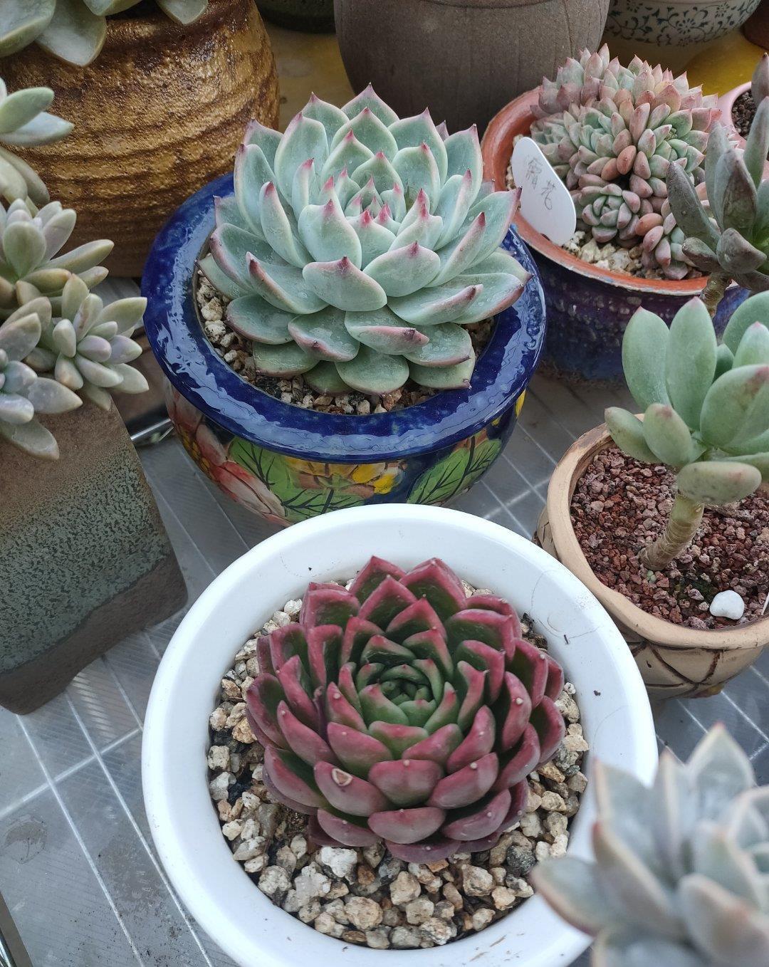 多肉淋雨有益处,做好“三攻略”,遇水疯长,梅雨季节也不糟心