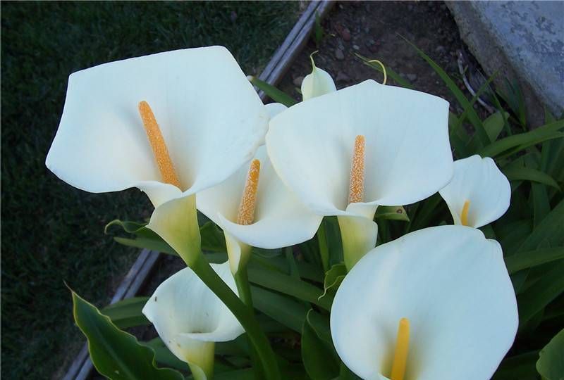 养花试试这几款,能在雪中盛开是花卉市场上非常受欢迎的花