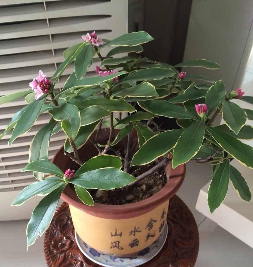 冬季养金边瑞香，做好2步很关键，过冬很顺利、花多香浓