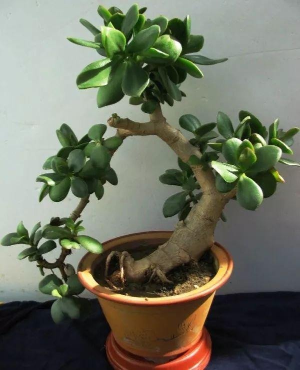 新手必入！！越养越值钱的花卉盆栽！十分常见！好养，观赏性强！