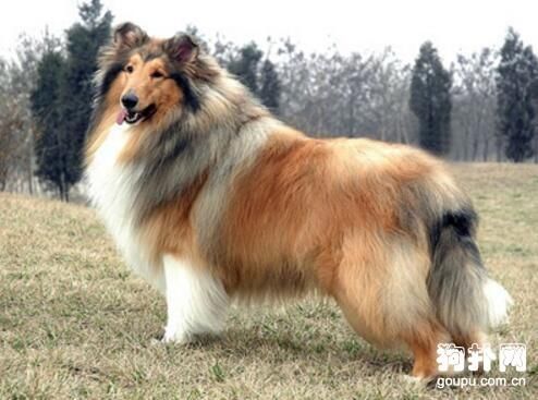 10种常见的长毛大型犬品种介绍 快资讯
