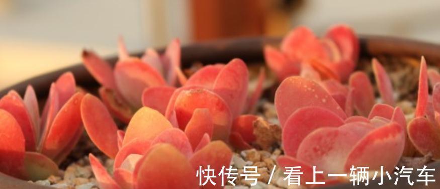 多肉出状态其实很简单,做好这些,新手也能养出很漂亮的多肉