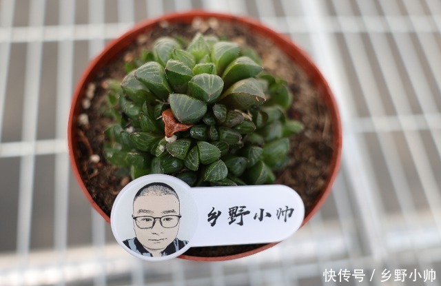 仙气飘飘|平时太忙懒得打理?这几种肉肉适合“懒人”放养也能仙气飘飘