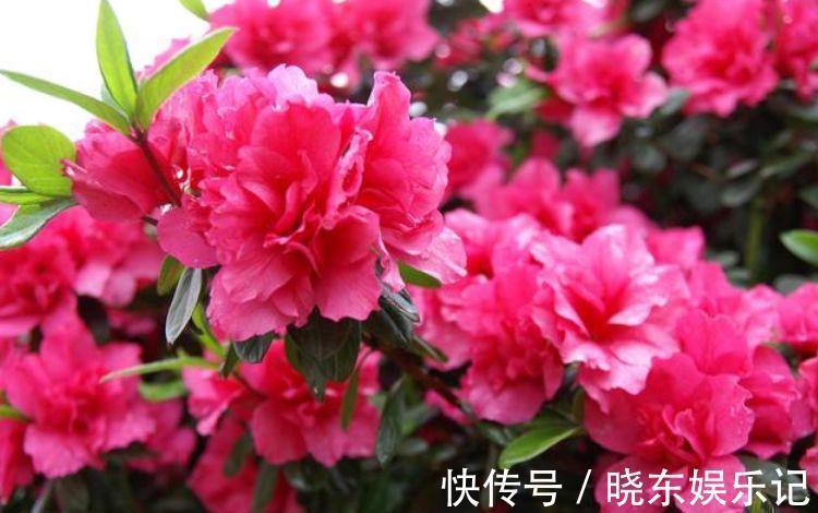 花萼|阳台养几款花，花开枝繁叶茂，一开花就停不下来