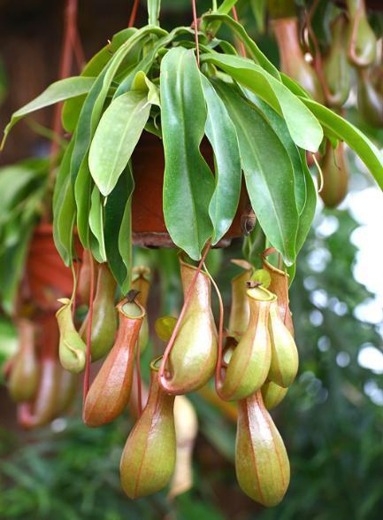 净化|7种“有益花”,养在家里身体好,清新空气病菌少,你家还没养