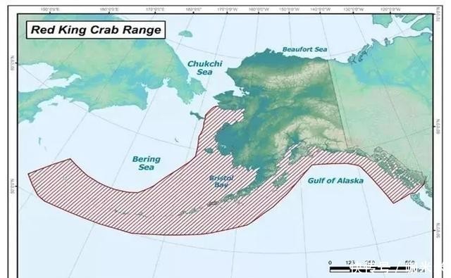 揭秘|揭秘俄罗斯帝王蟹:市场、新格局,鲜美食材背后有看不到的博弈