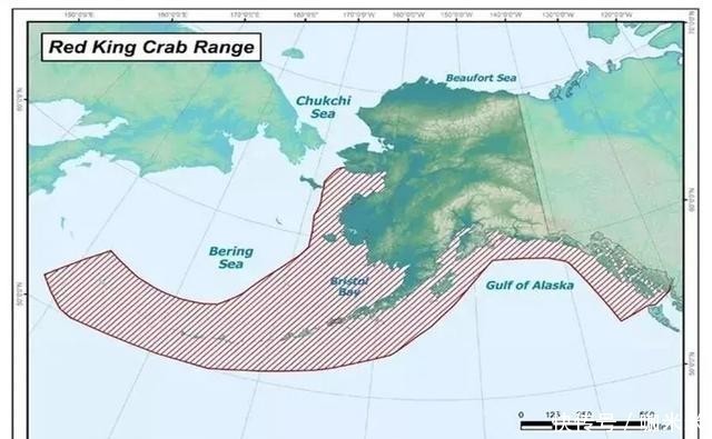 揭秘|揭秘俄罗斯帝王蟹：市场、新格局，鲜美食材背后有看不到的博弈