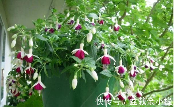 它盛开中的花朵像一个个灯笼，挂满枝头真喜庆，好看又好养