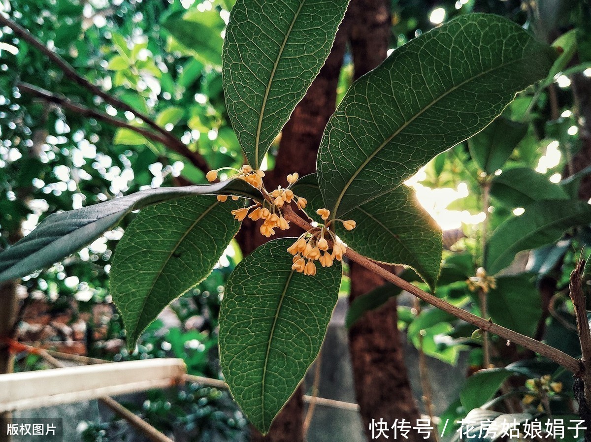 泥炭土|一根枝条,一个花盆,在家自己种桂花,不花钱也能嗅花香