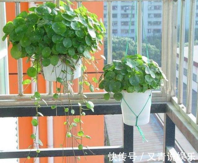 土质|这几种盆栽养起来不费心,没时间就不用管,这样也能养爆盆!