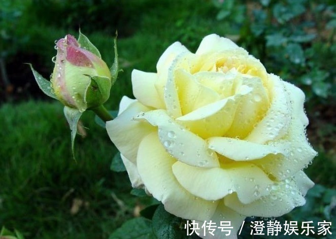 月季|注意这两点,月季扦插不烂根,长势特别茂盛,萌新涨姿势