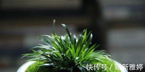 此盆栽好看，清香致雅，天然的盆景，易养护，是室内茶室摆放佳品