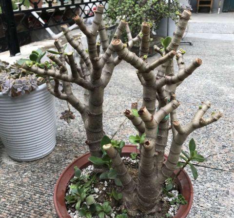 枝条|一年四季这么养玉树,枝叶庞大碧绿,寿命长,变成老桩更漂亮