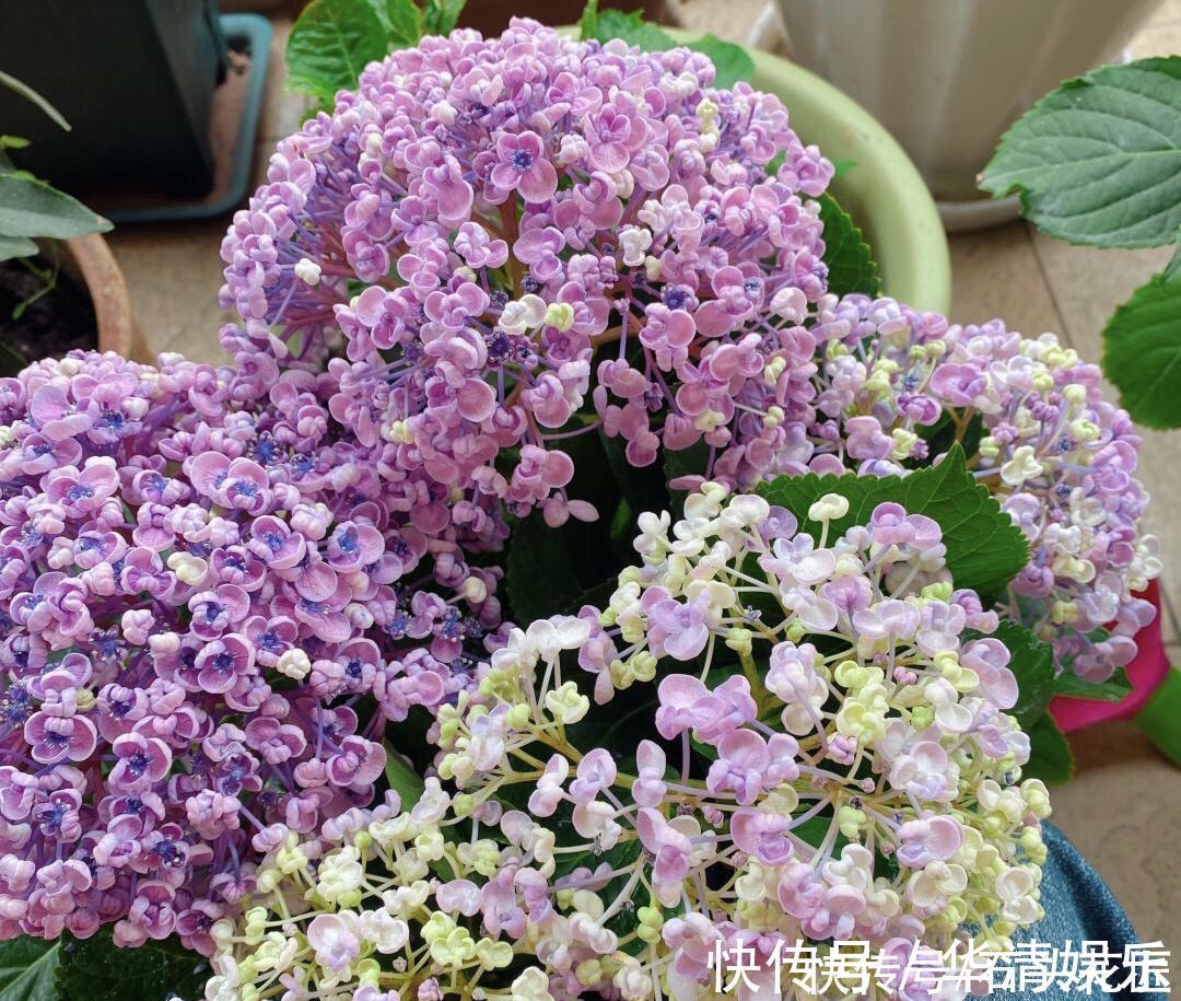 它是绣球花中的“爆米花”,花瓣卷起来,可以调色、容易爆花