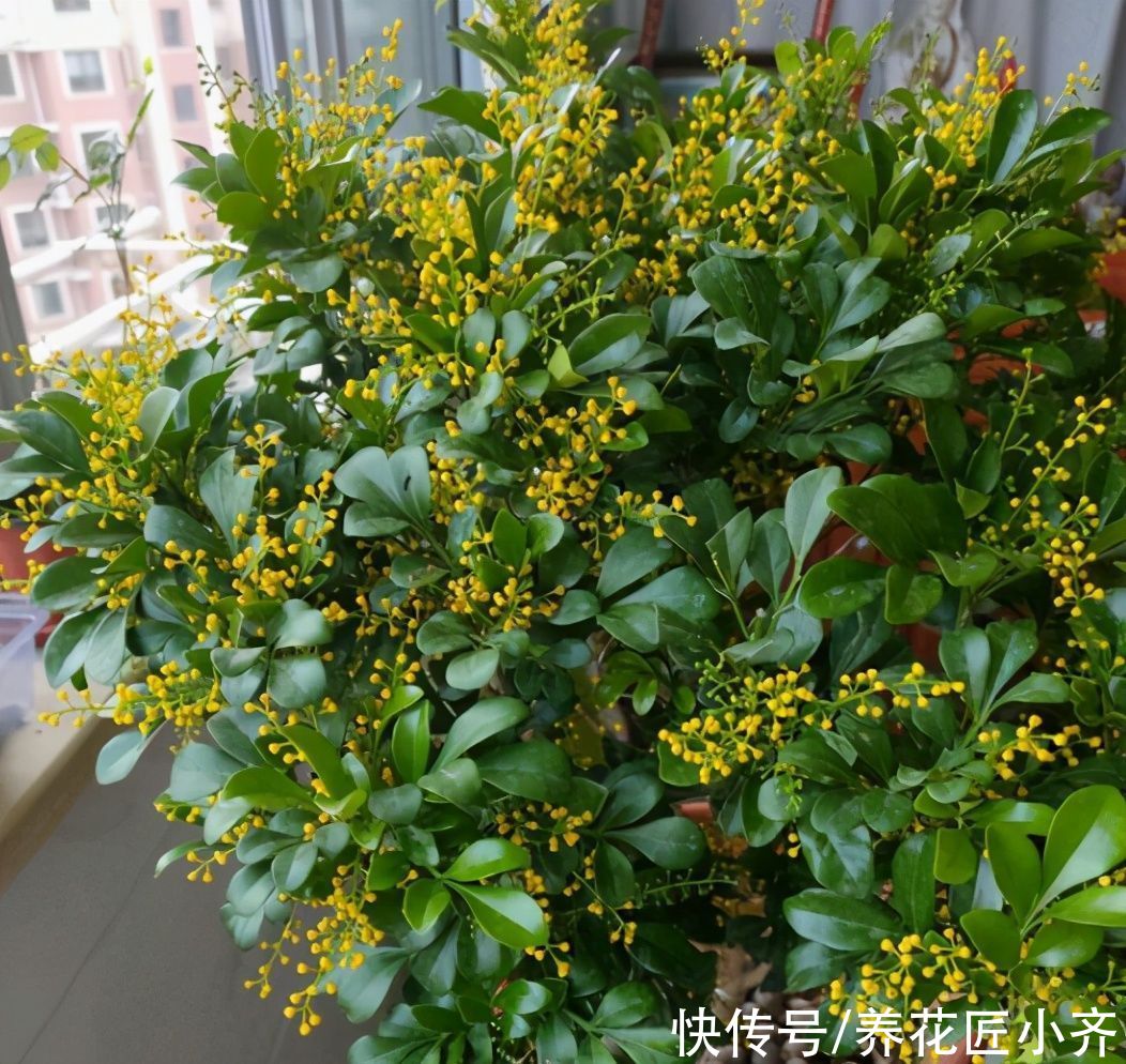 夏季|夏季天热光照强，但是这几种花要使劲晒，晒得越狠，越容易开爆盆