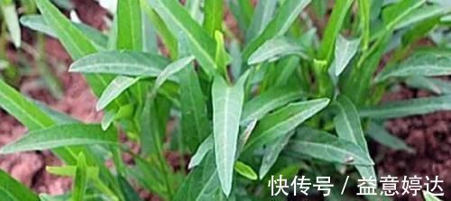 竹叶菜|农村一形似竹叶野草,曾是穷苦人救命菜,今一斤24元很稀罕