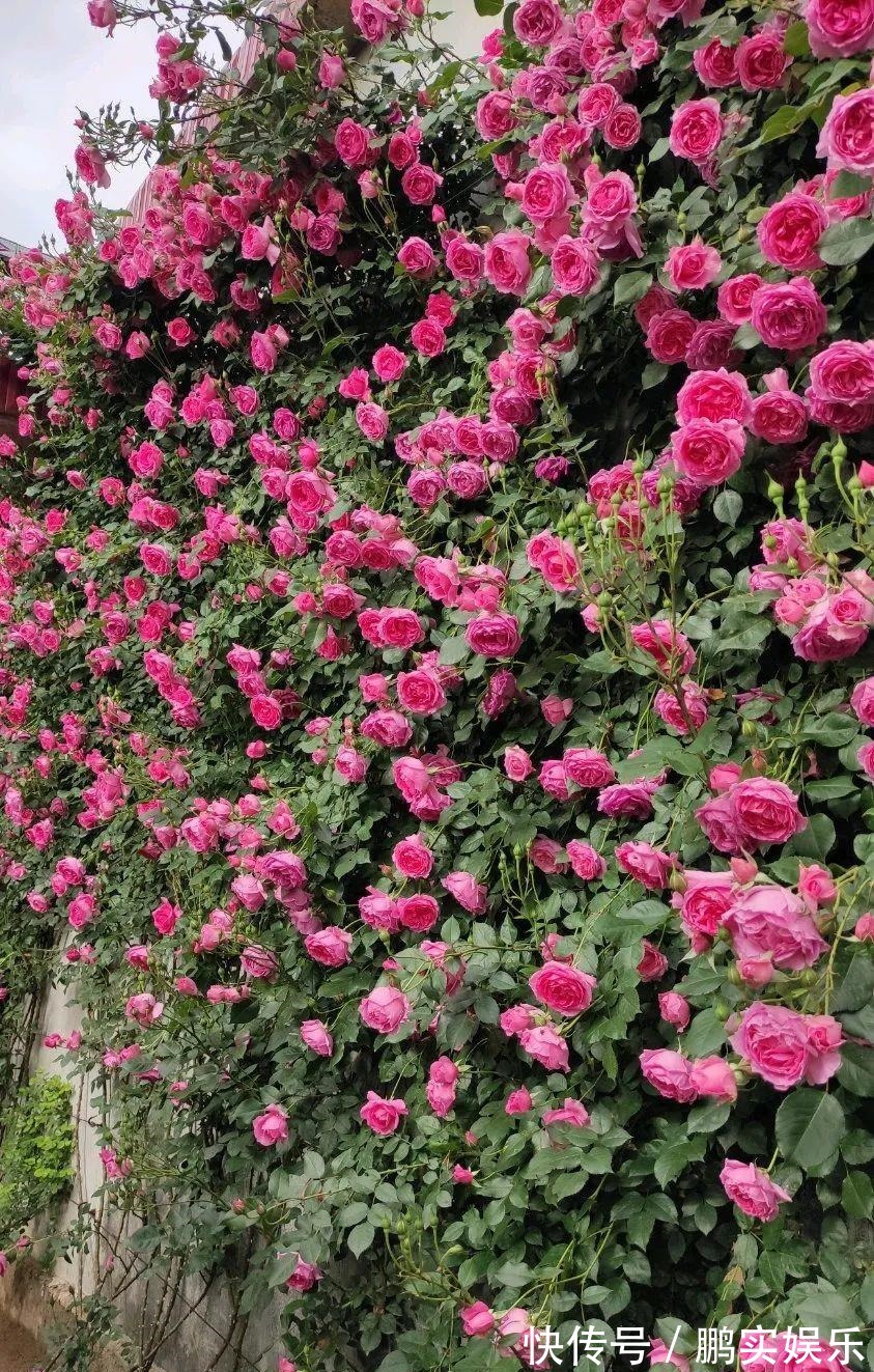 门口养棵大花树,风吹就开花,20年变成传家宝!