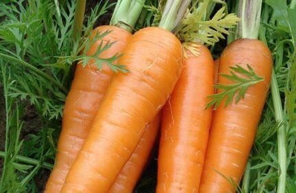 健康|常吃胡萝卜的人注意, 好处多多,如此吃影响健康,早知早受益