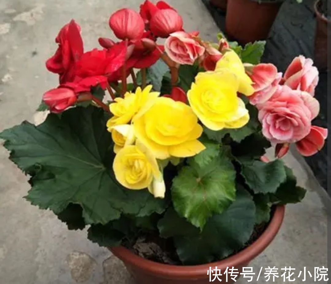 丽格海棠|6种花冬天开，家里养几盆，春节期间开花漂亮又喜庆