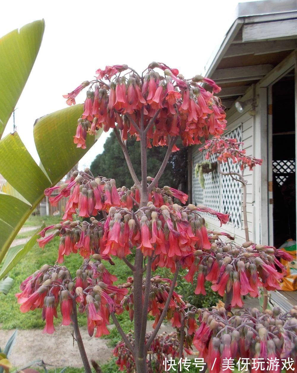 叶片|9种养不死的花,绿萝只能排最后,再养不活就剁手吧