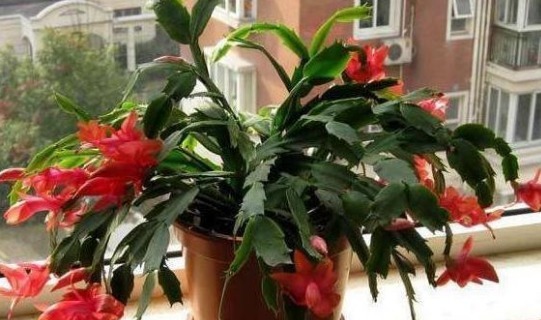 蟹爪兰花开得少吗用四种方法，一次开花数百朵，看起来不错