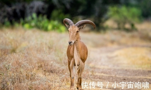 运势|属羊的2021年9月份运程，月运详解，一起了解一下