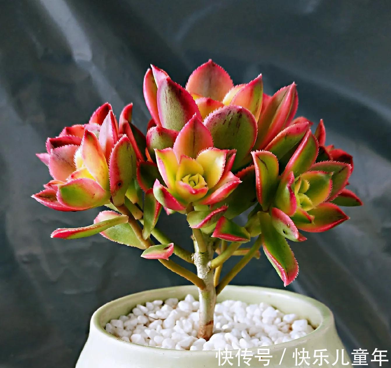 懒人才适合养多肉,别不相信,现实往往很扎心