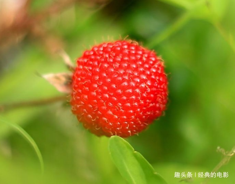 阿典|此花美丽而芳香，白花红果十分和谐，誉为可以直接吃的维生素之花