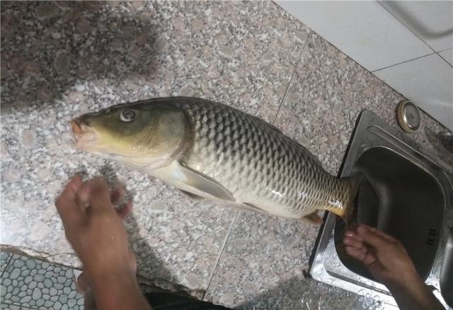 钓鱼除了商品饵料外,自制饵料也不错,这些配方送给你,请记牢