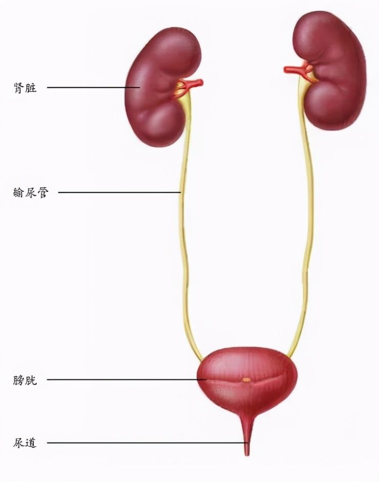 身体|你天然拥有的无价之宝——身体