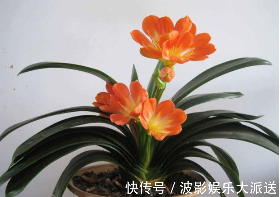 悄悄告诉你,养护君子兰有个“小秘密”,叶片油绿,年年开花不断