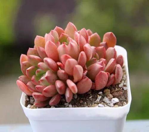 多肉只能露养色彩斑斓,聪明的人教你3点,一学就会