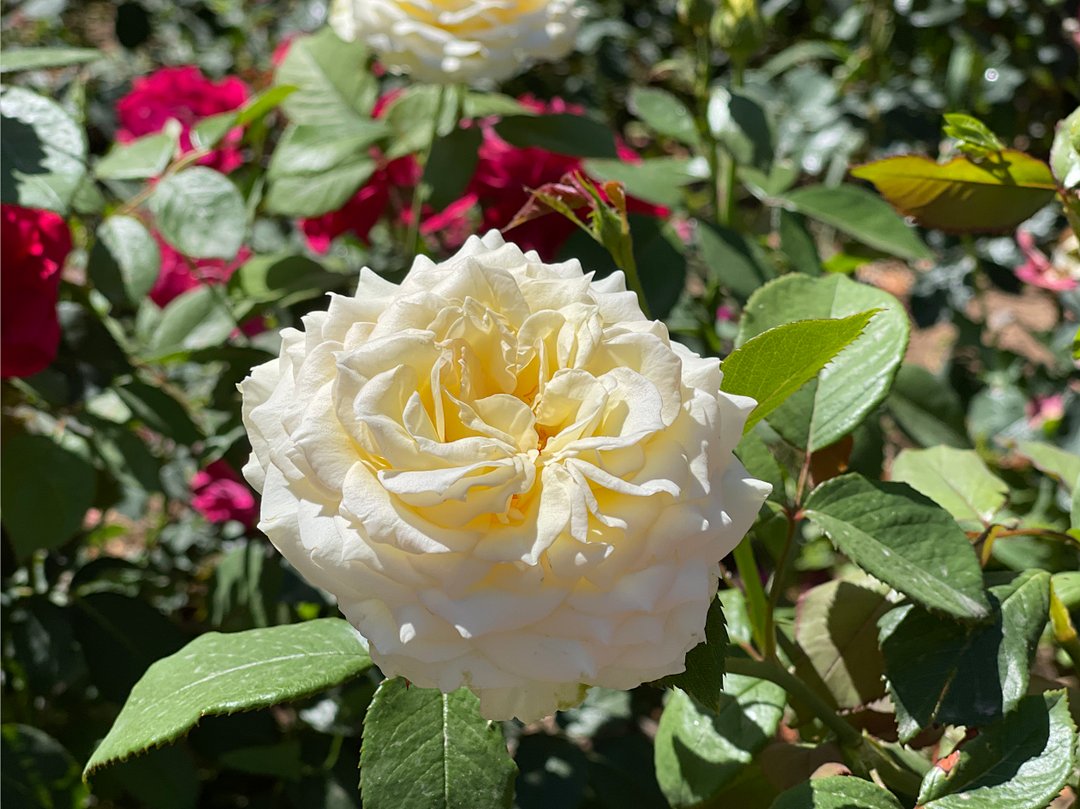 花海|必打卡！临河这些花海已盛开