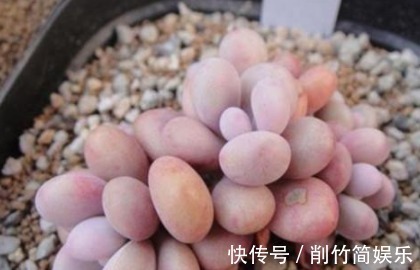 熊童子|多肉要想养爆盆,选对品种很重要!这些多肉超好养,分分钟养爆盆