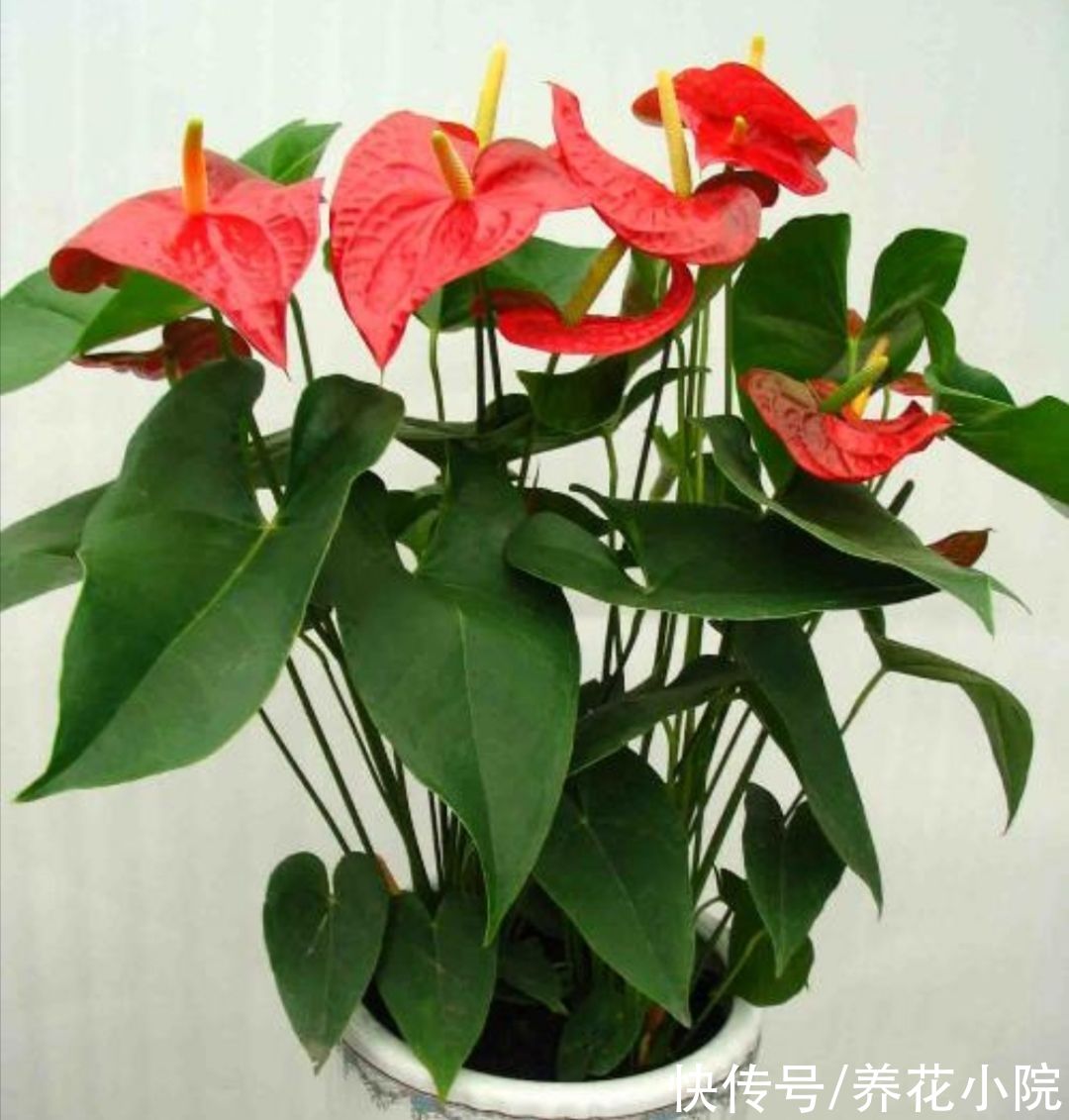 好养|9月适合入手5种花，开花漂亮又好养，很快就能长花苞