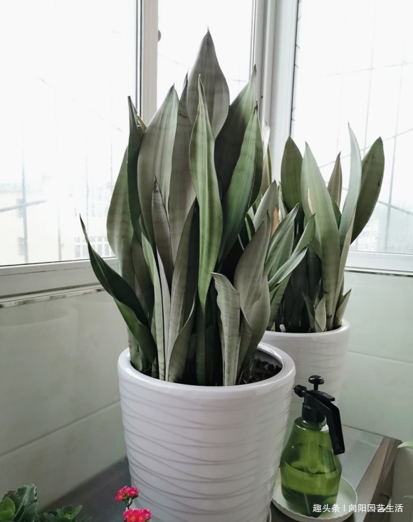 虎尾兰|虎皮兰需要施肥吗想要生小芽,喂上2种肥,花盆里长满新芽