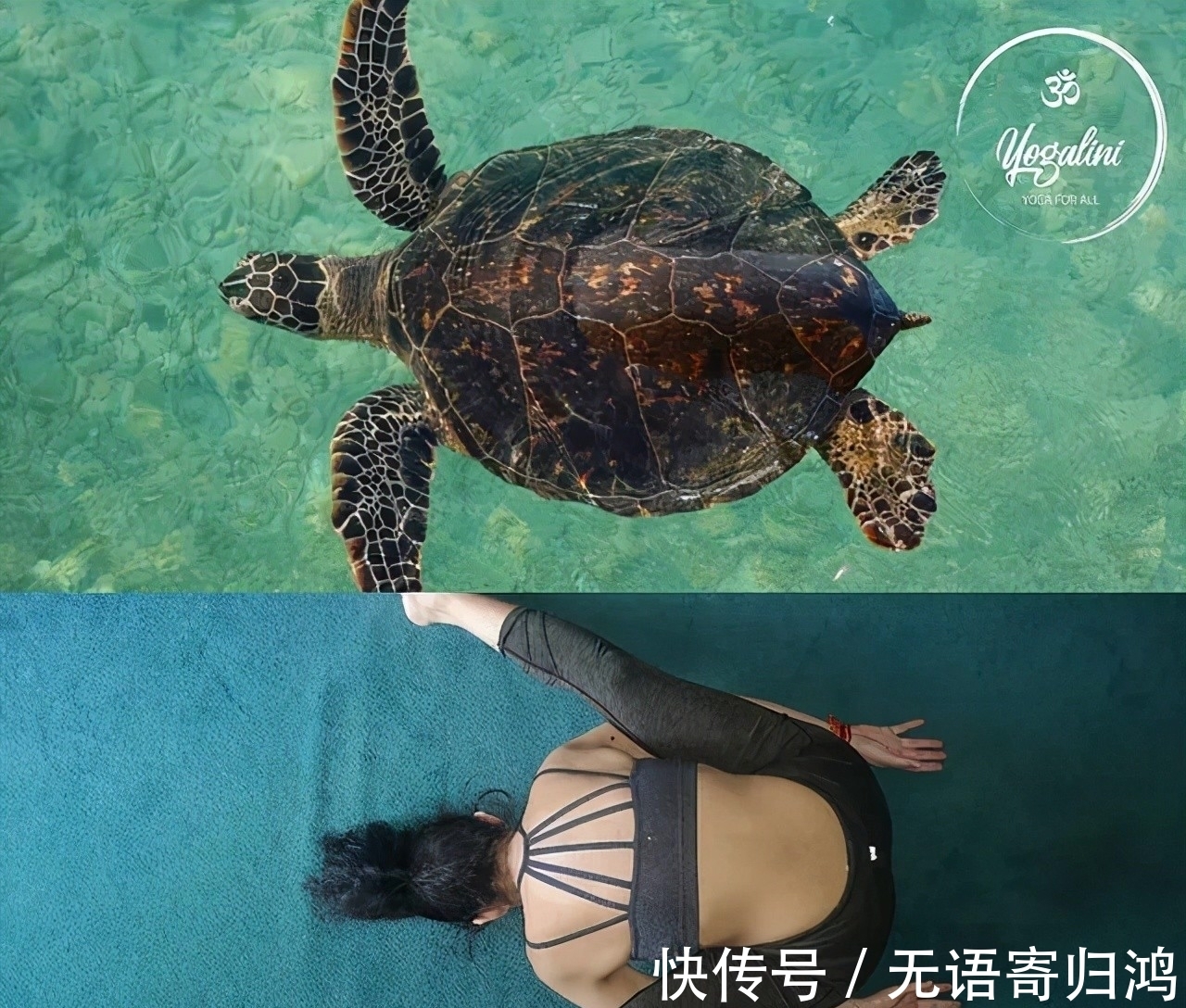 瑜伽|如果动物也“瑜伽”是什么样子?这只熊猫也太萌了