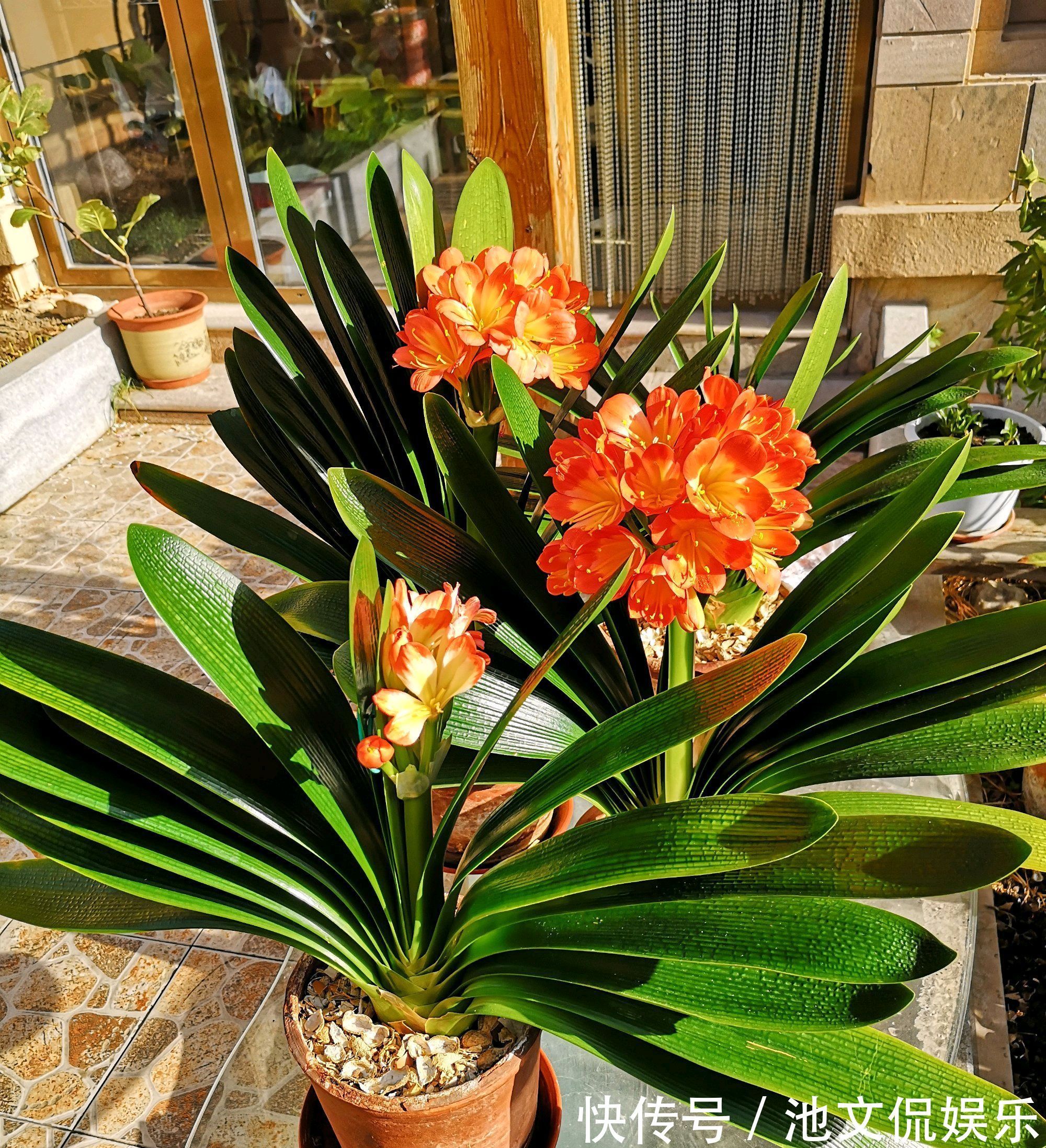 养护|烂根的君子兰水苔捂一捂，发根很轻松，只需3个月，小白根爆盆