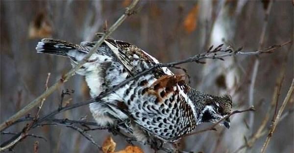 中国人说“天上龙肉,地下驴肉”,龙肉是什么原来是罕见的它