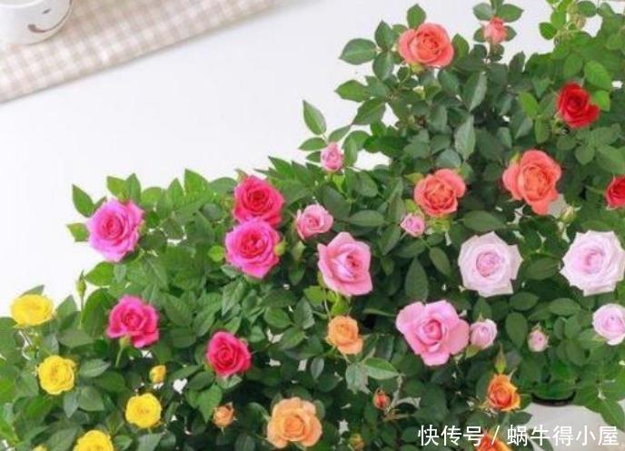 4种花是花中劳模,一年四季开花不断,花朵硕大、优美高贵