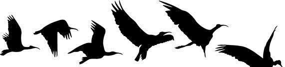 鹢鸟|六只鸟倒着飞,孔子为什么记录了这一诡异现象