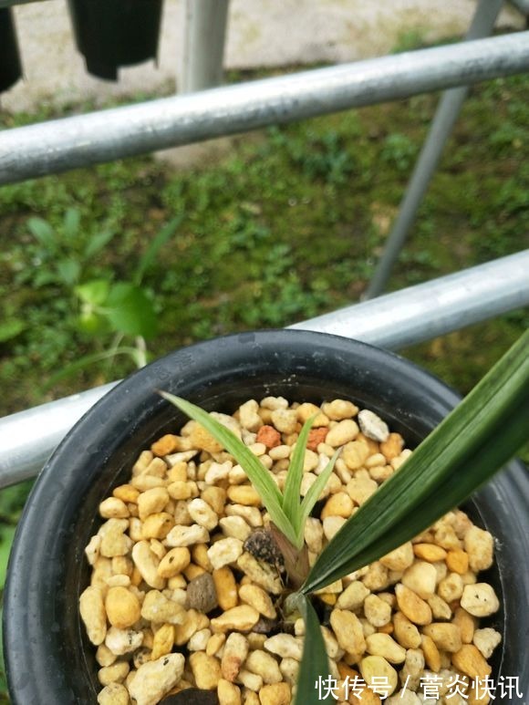秋天给兰花换盆,盆底垫层“废料”,蹭蹭长出大白根!