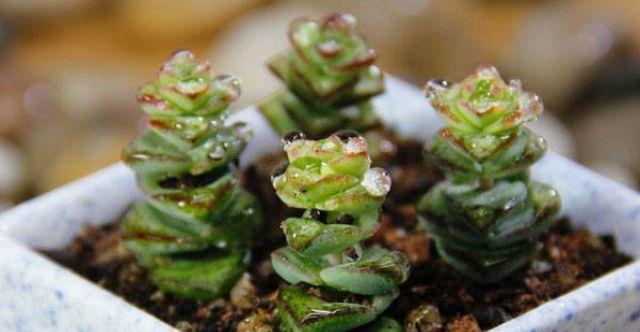 钱串叶子发黄怎么办