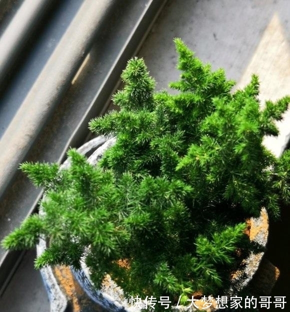 文竹不好养，不如养云竹，形状更好看，层次感十足，很好养