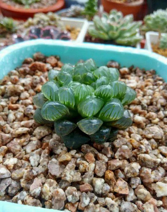 玉露徒长成“筷子”,找根线一拉,制服徒长不成问题!