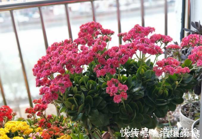 肥料|长寿花品种太多,每个品种插一棵,掌握技巧养1年,开成长寿花树