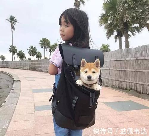 背了柴犬十年 她从女孩变成少女狗狗却没能扛住岁月的力量 天合乐学帮助家长发现孩子的更多可能