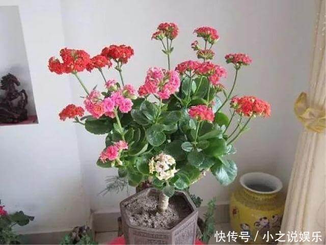 长寿花和玉树“联姻”,半年成“老桩”,养出五颜六色的“花树”