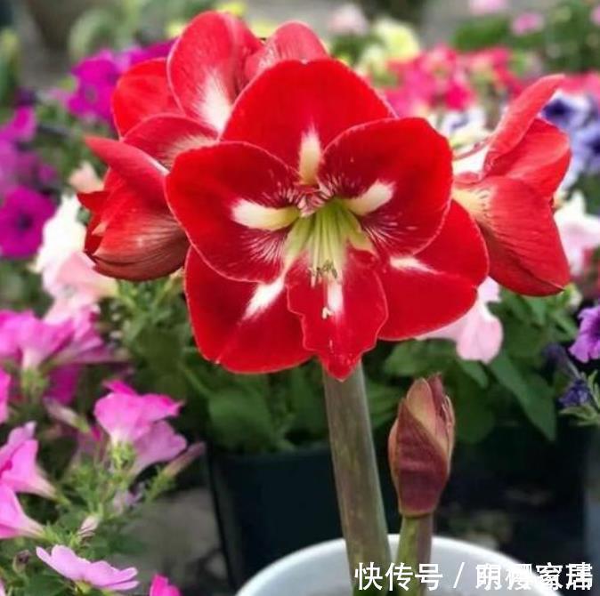 开花最香的3种花,花朵大花期长,比牡丹还美,年年开花美翻